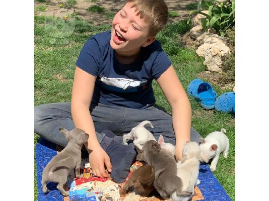 Εκπαιδευμένο chihuahua για 180 €